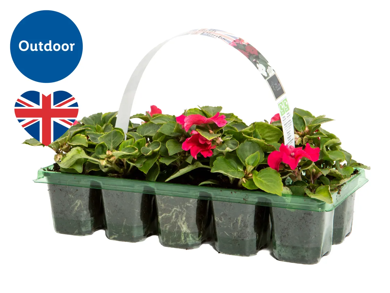 British Bedding Plants 10 pack