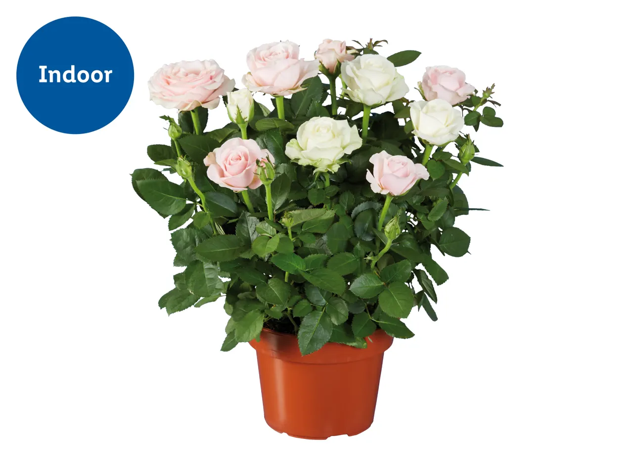 2-tone growing Rose Duo in 14cm pot