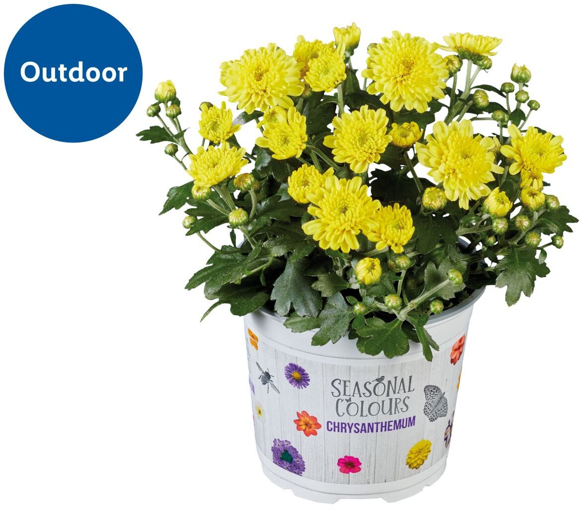 For autumn: Chrysanthemum Plant (Potted) in Various Colours - 13cm Pot