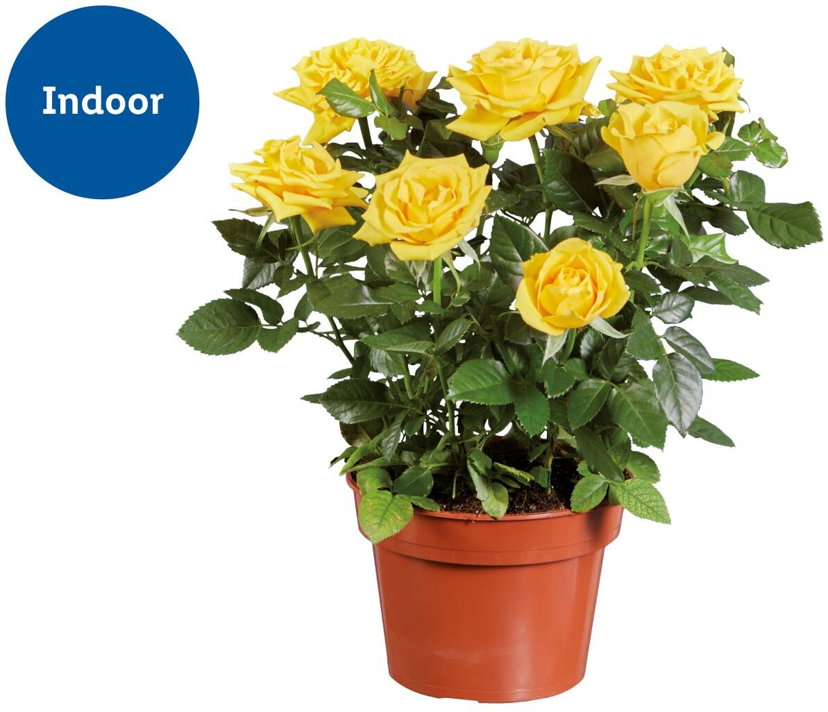 Potted Rose Plant