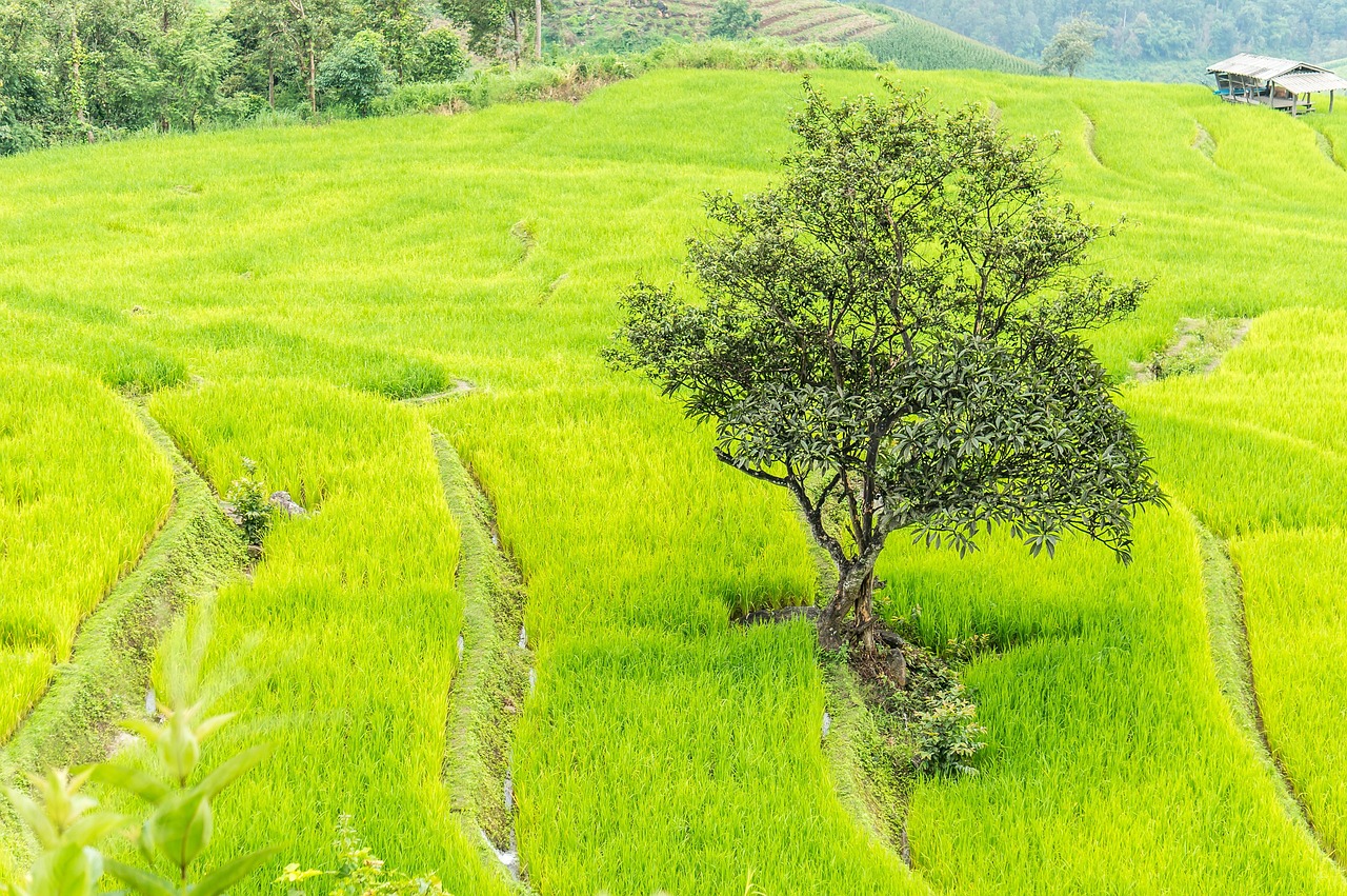 Return Flights from London to Chiang Mai (CNX), Thailand from £386 (November Dates) Checked Bag & Hand Luggage Incl.
