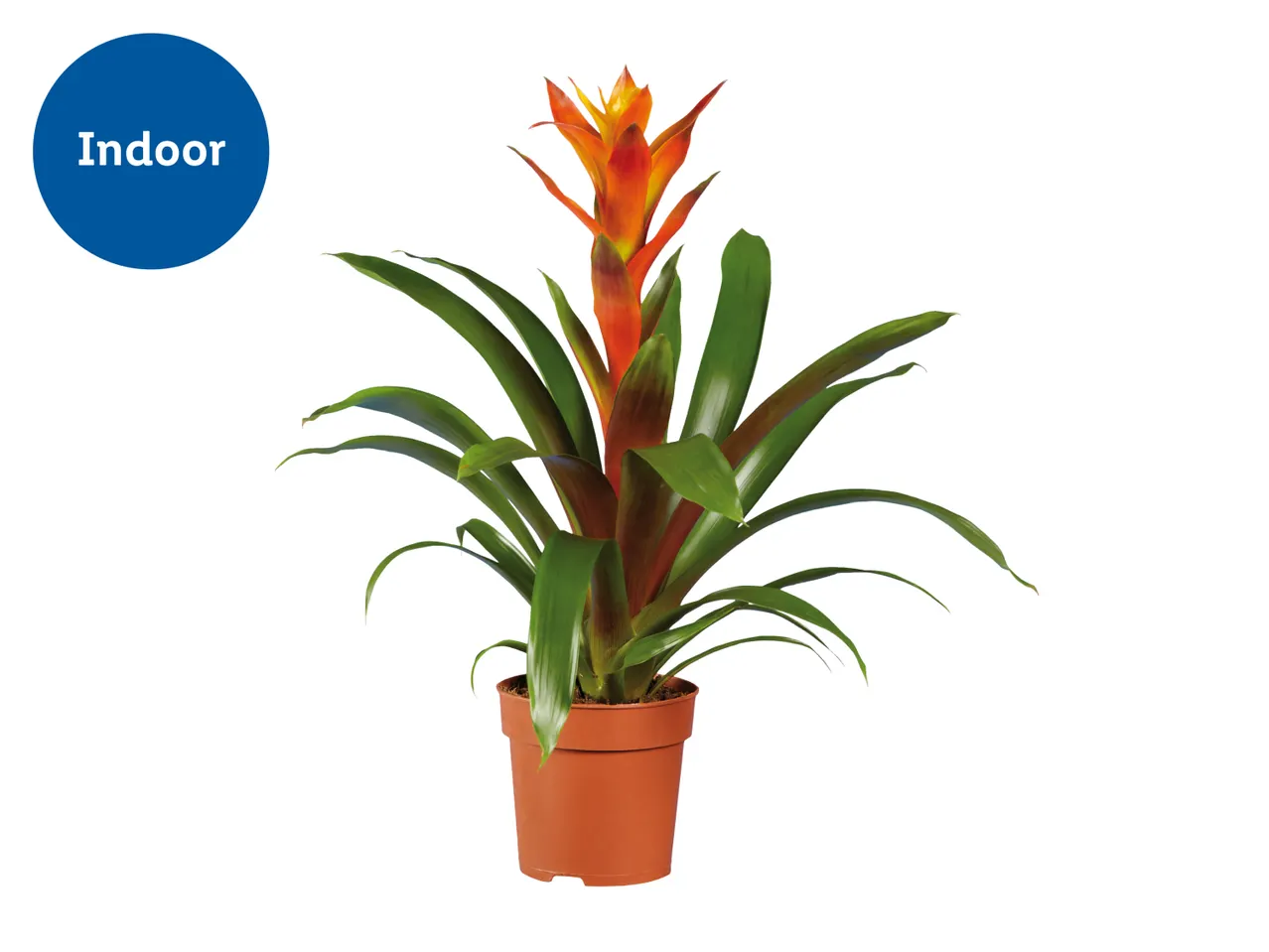 Bromelia Tropical Plant - Height: 41-52cm