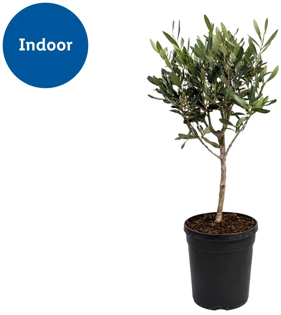 Olive Tree