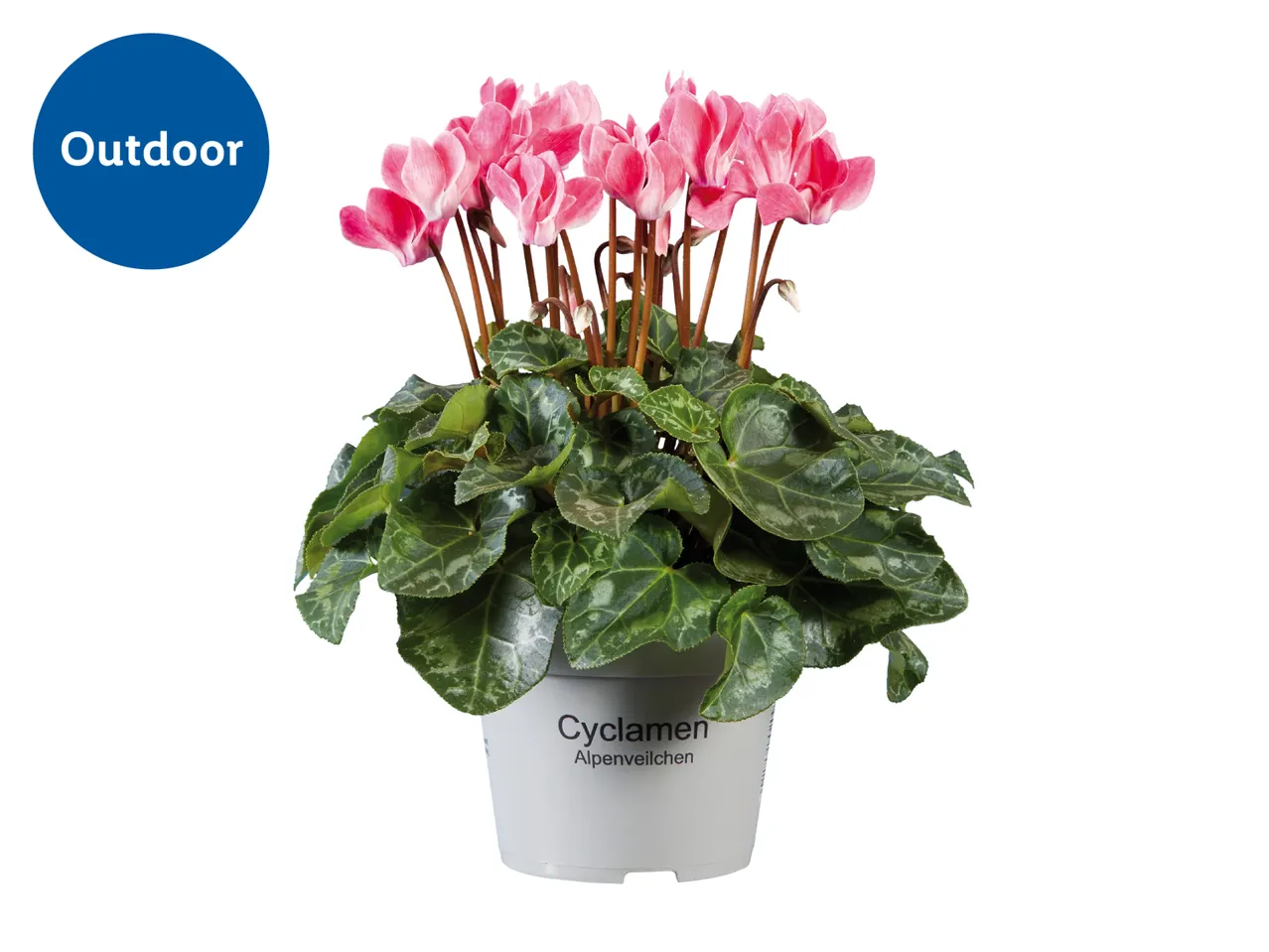 For autumn & winter - Cyclamen / Celosia (edible flowers) for £3.49