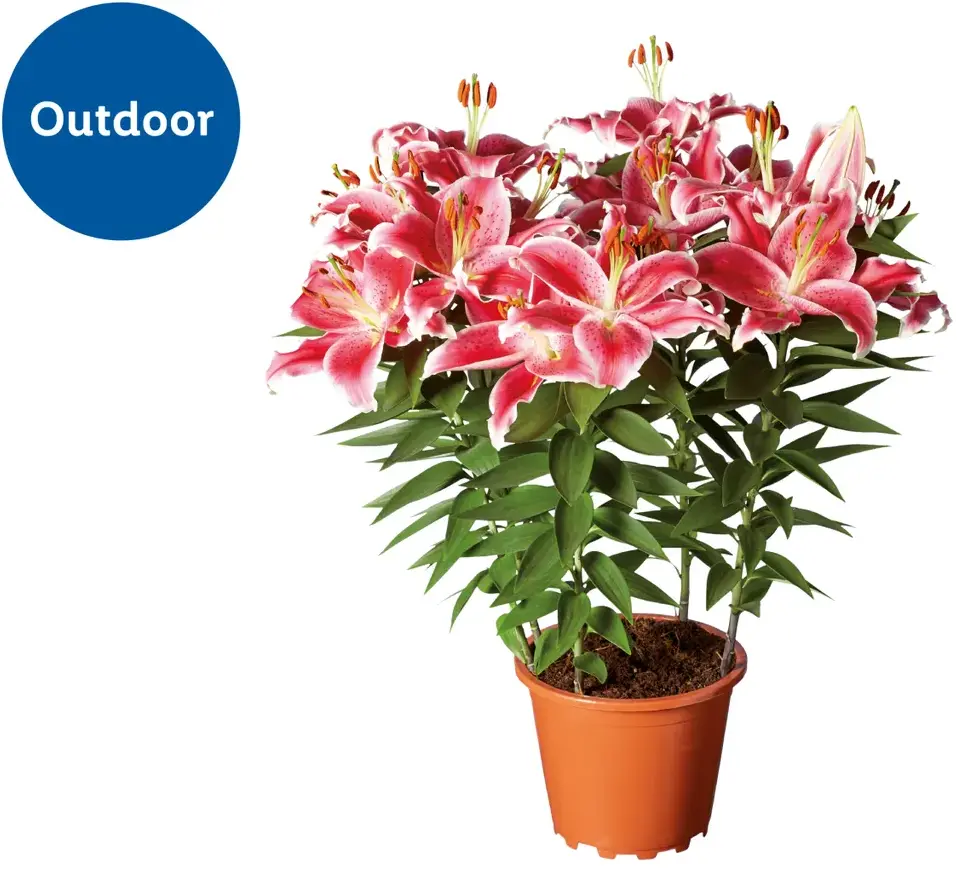 Fragrant Oriental Lilies for Outdoor Planting