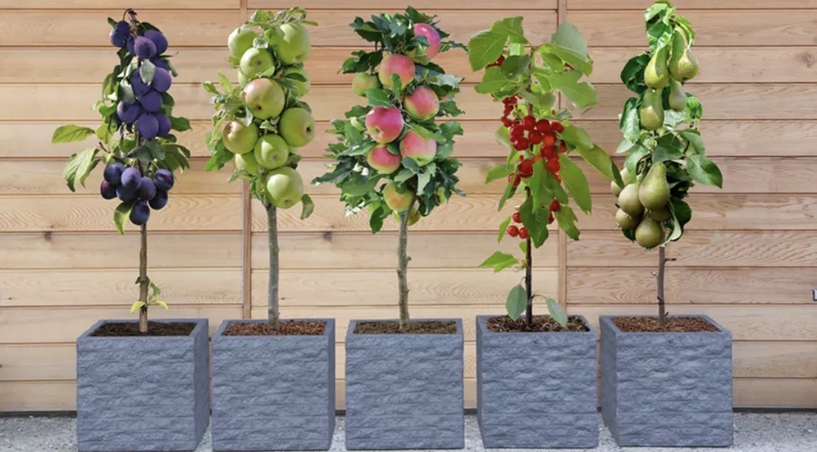 Dwarf Patio Fruit Tree Collection - 3 Potted Plants - Sold by Thompson and Morgan