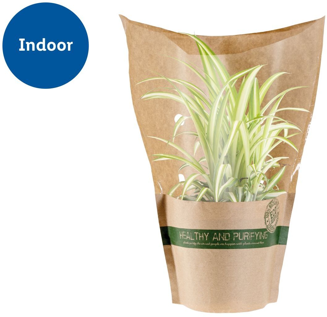Air Purifying Plant